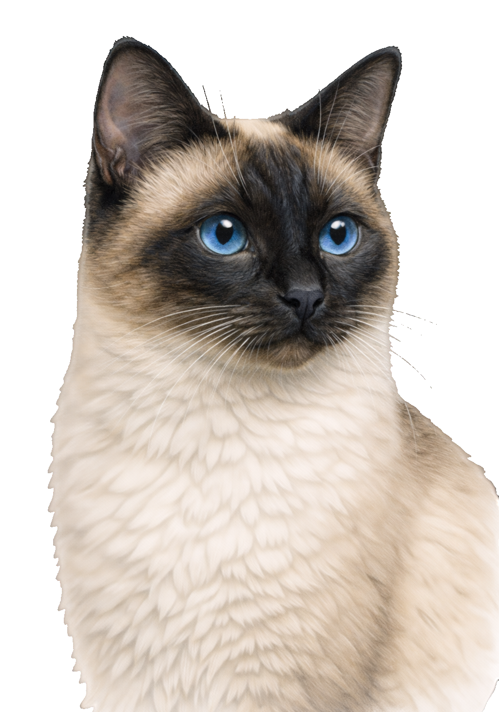 Siamese Cat Earrings