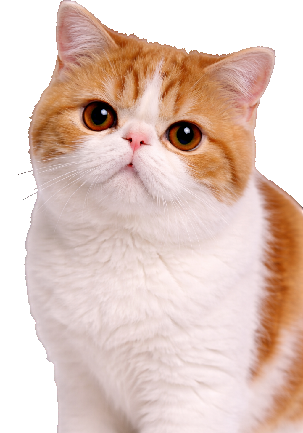 Exotic Shorthair Earrings