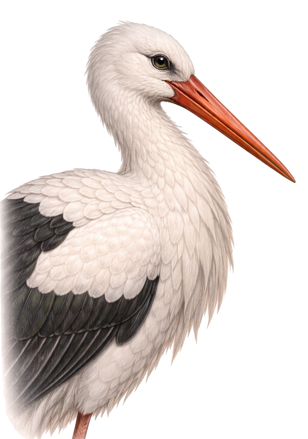 White Stork Earrings