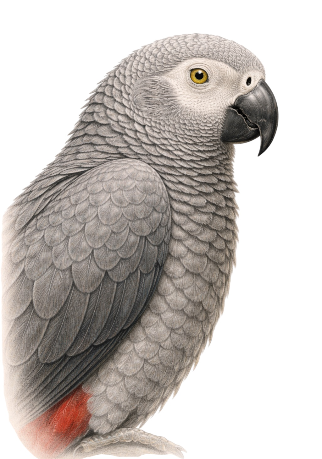 Congo Parrot Earrings
