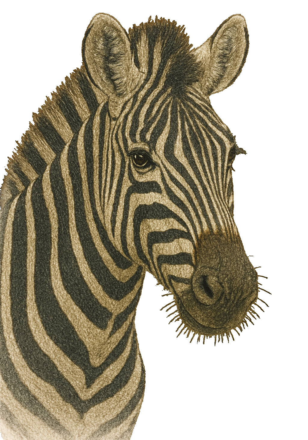 Wild Zebra Earrings
