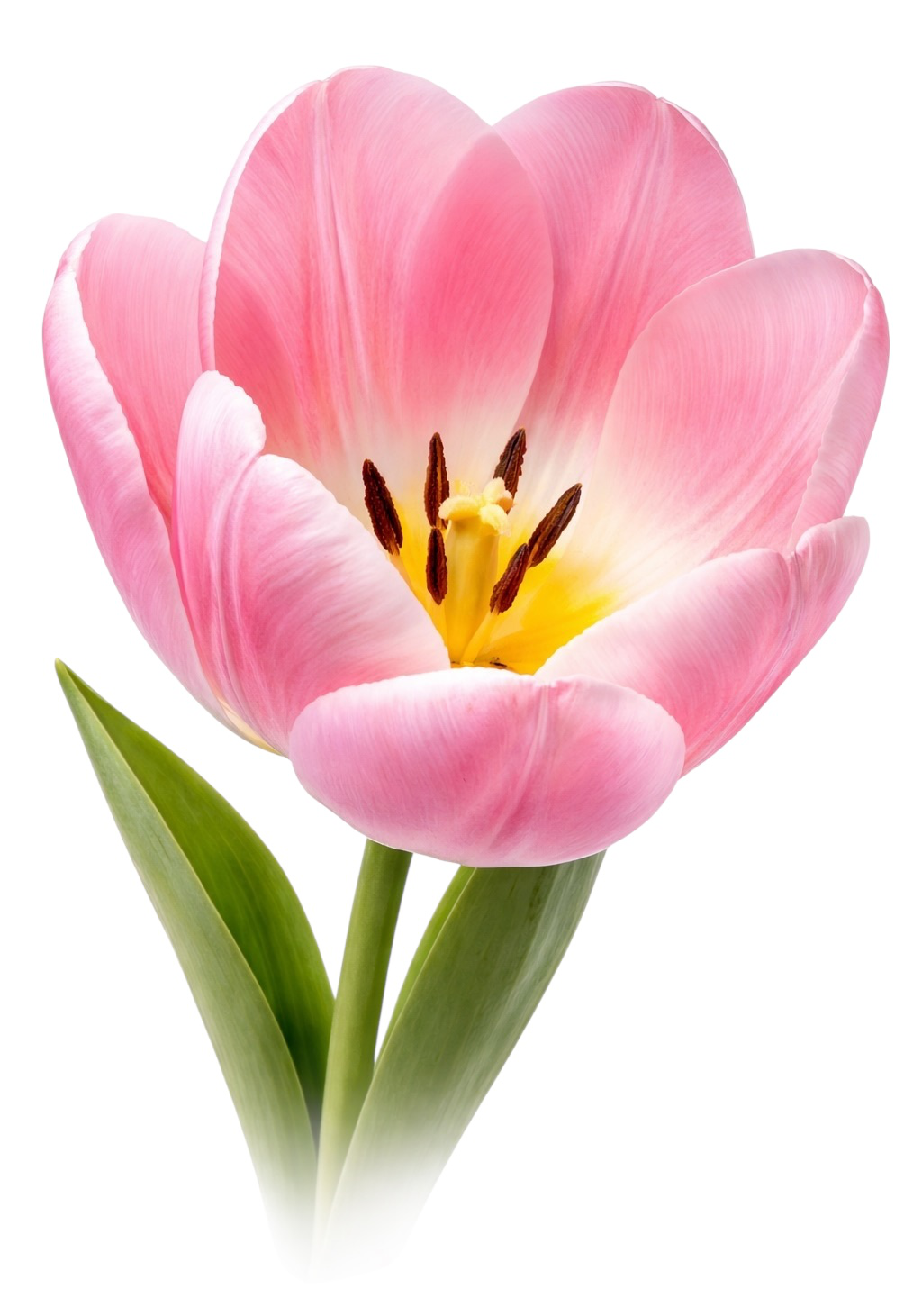 Pink Tulip Earrings
