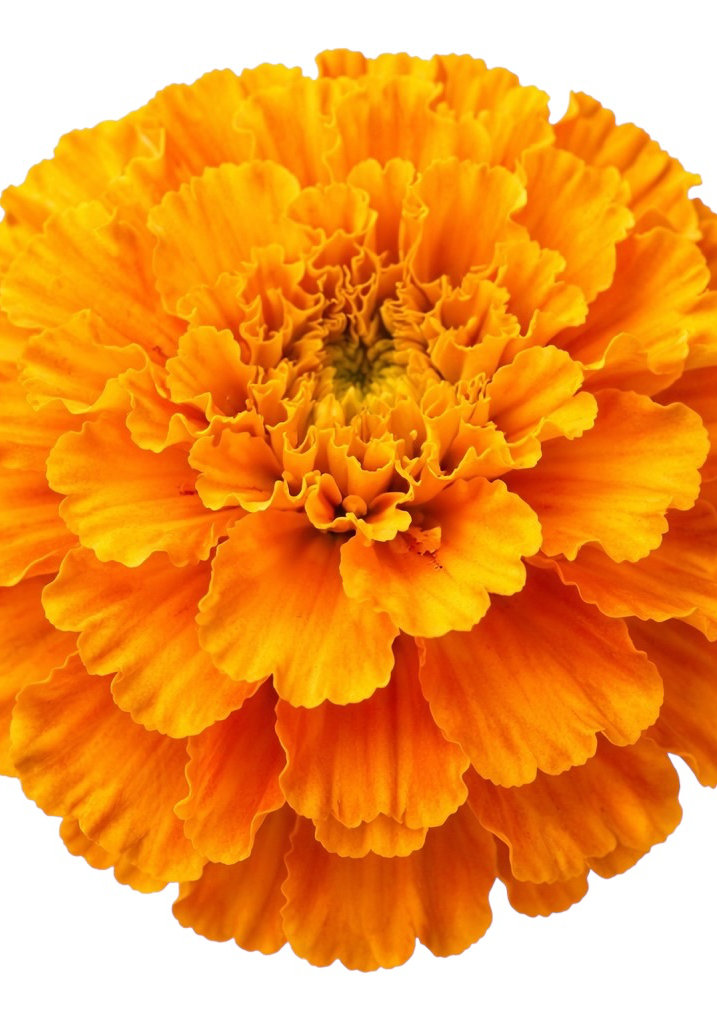 Orange Marigold Earrings