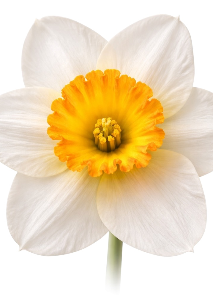 White Daffodil Earrings