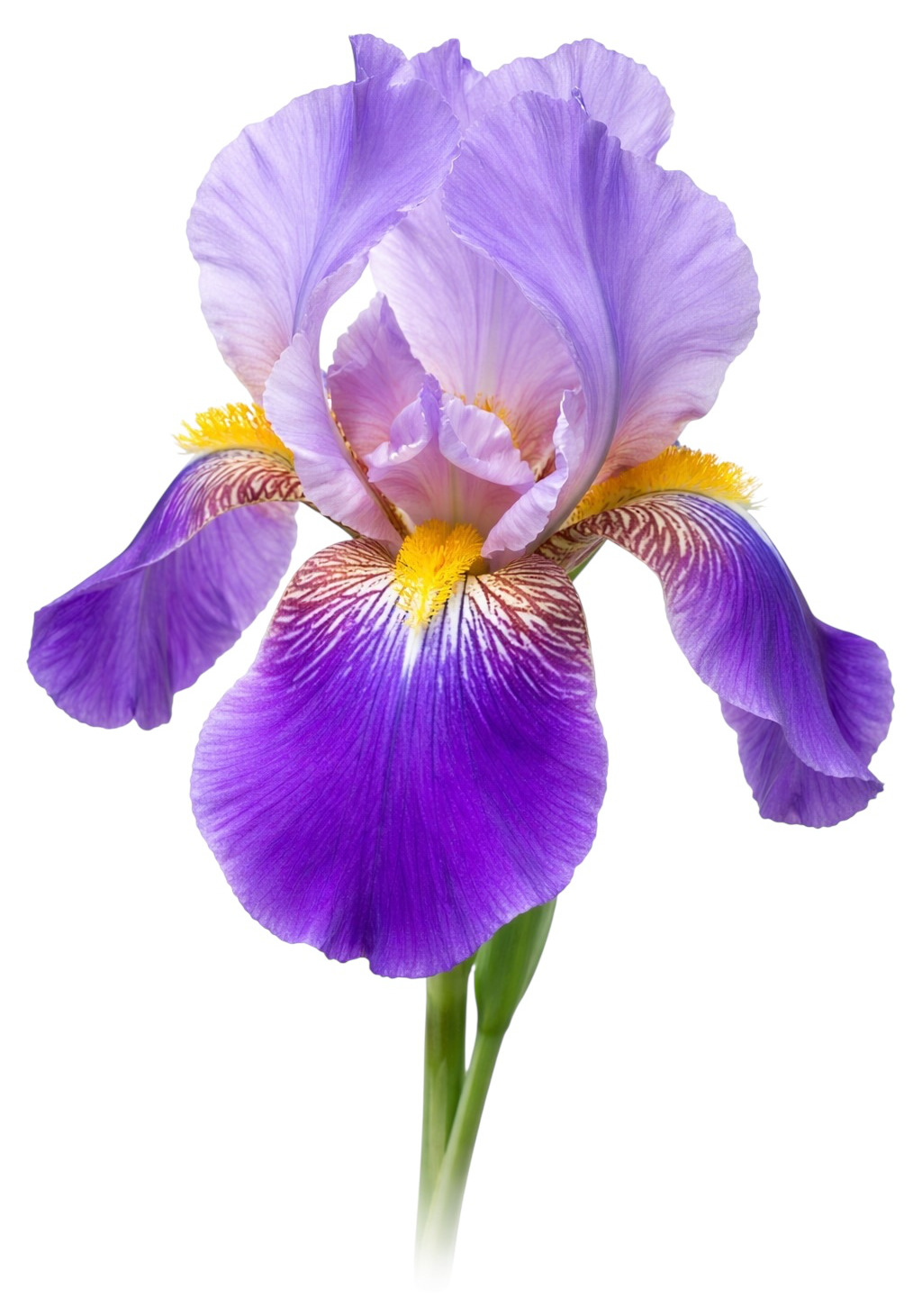 Purple Iris Earrings