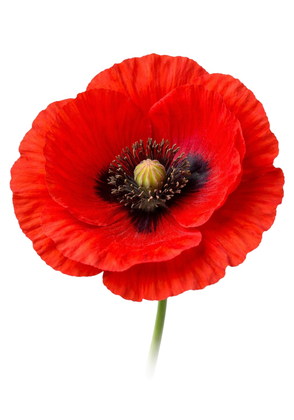 Red Poppy Earrings