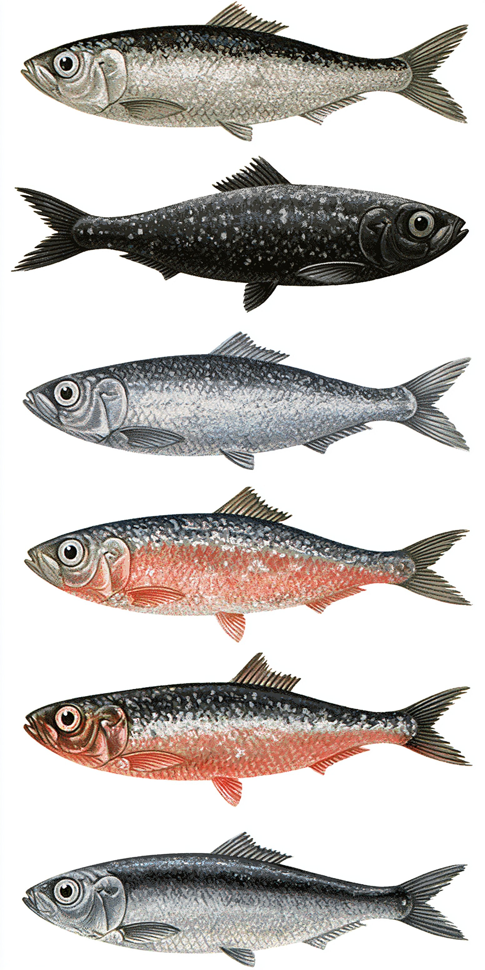 Fish Study Earrings | FW216