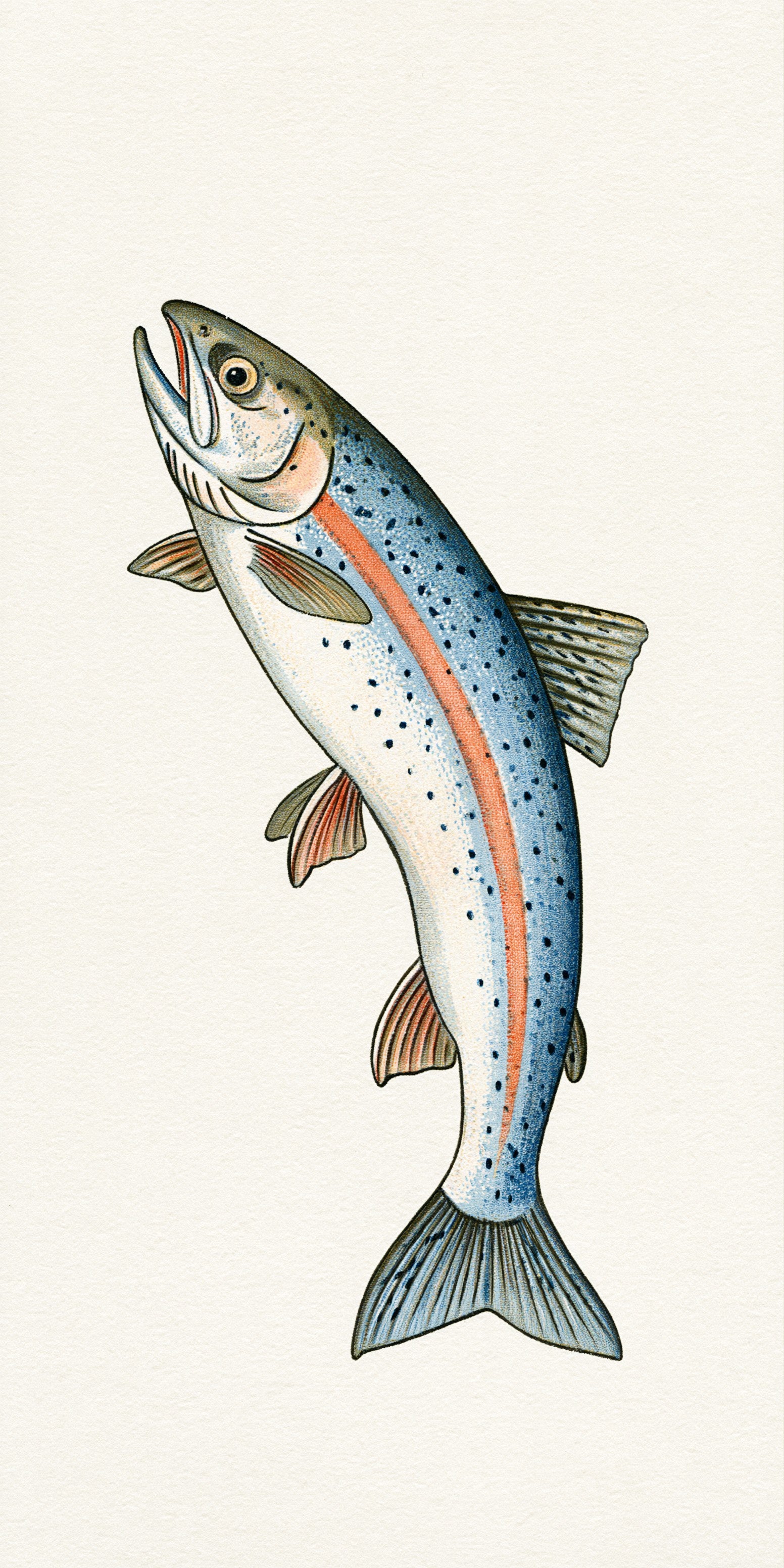 Leaping Trout Earrings | FW262