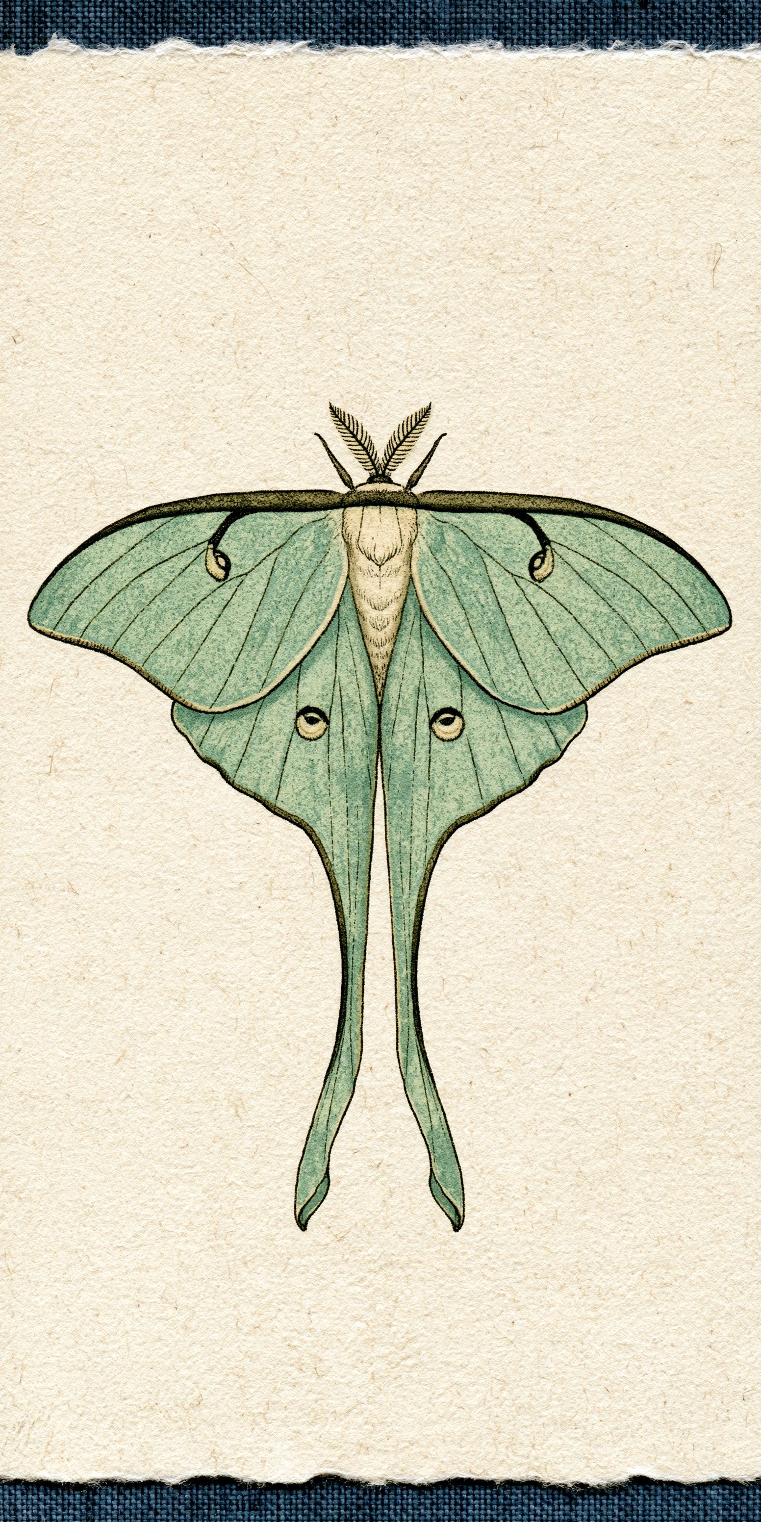Luna Moth Earrings | FW264