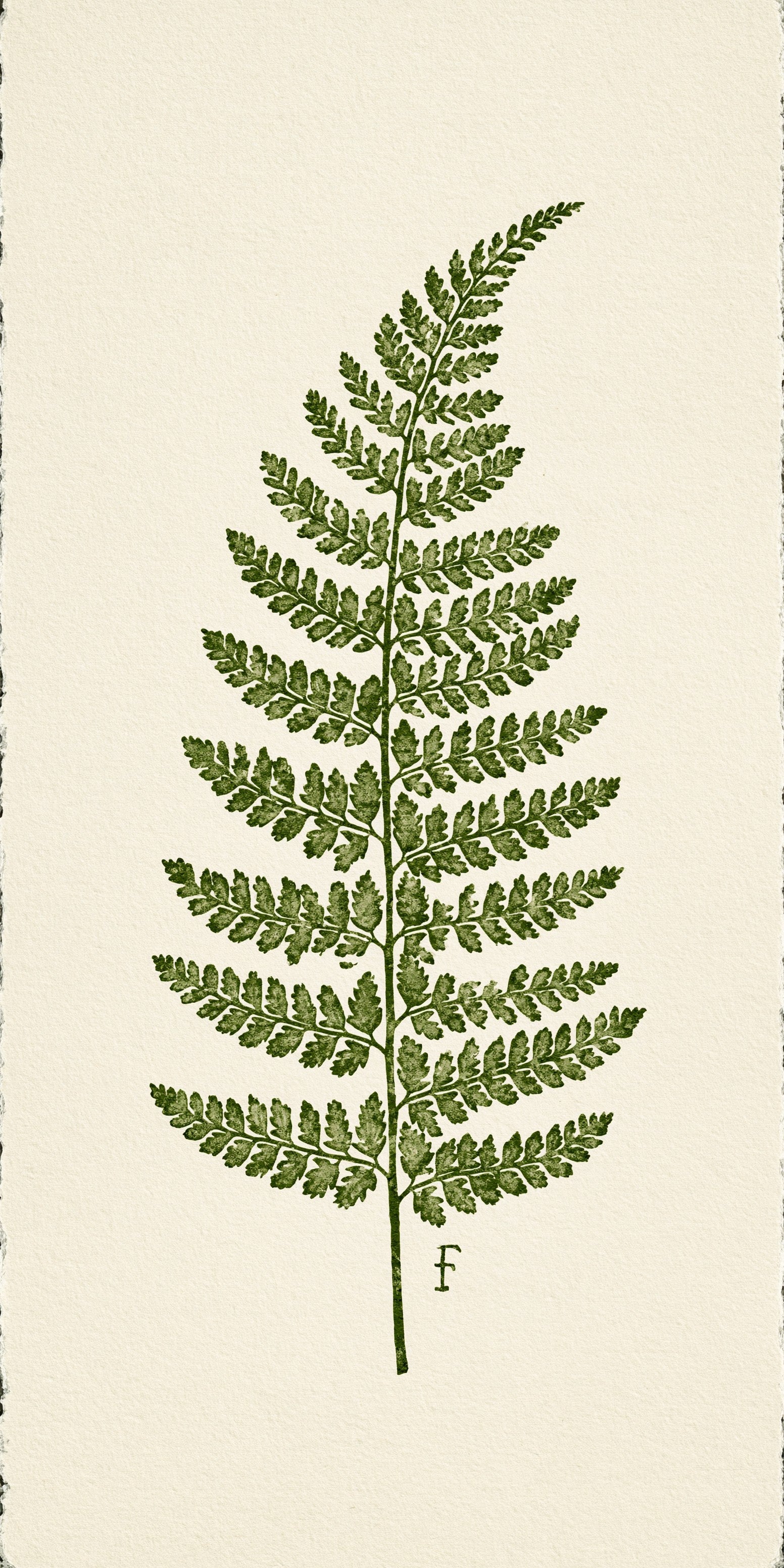 Pressed Fern Earrings | FW275