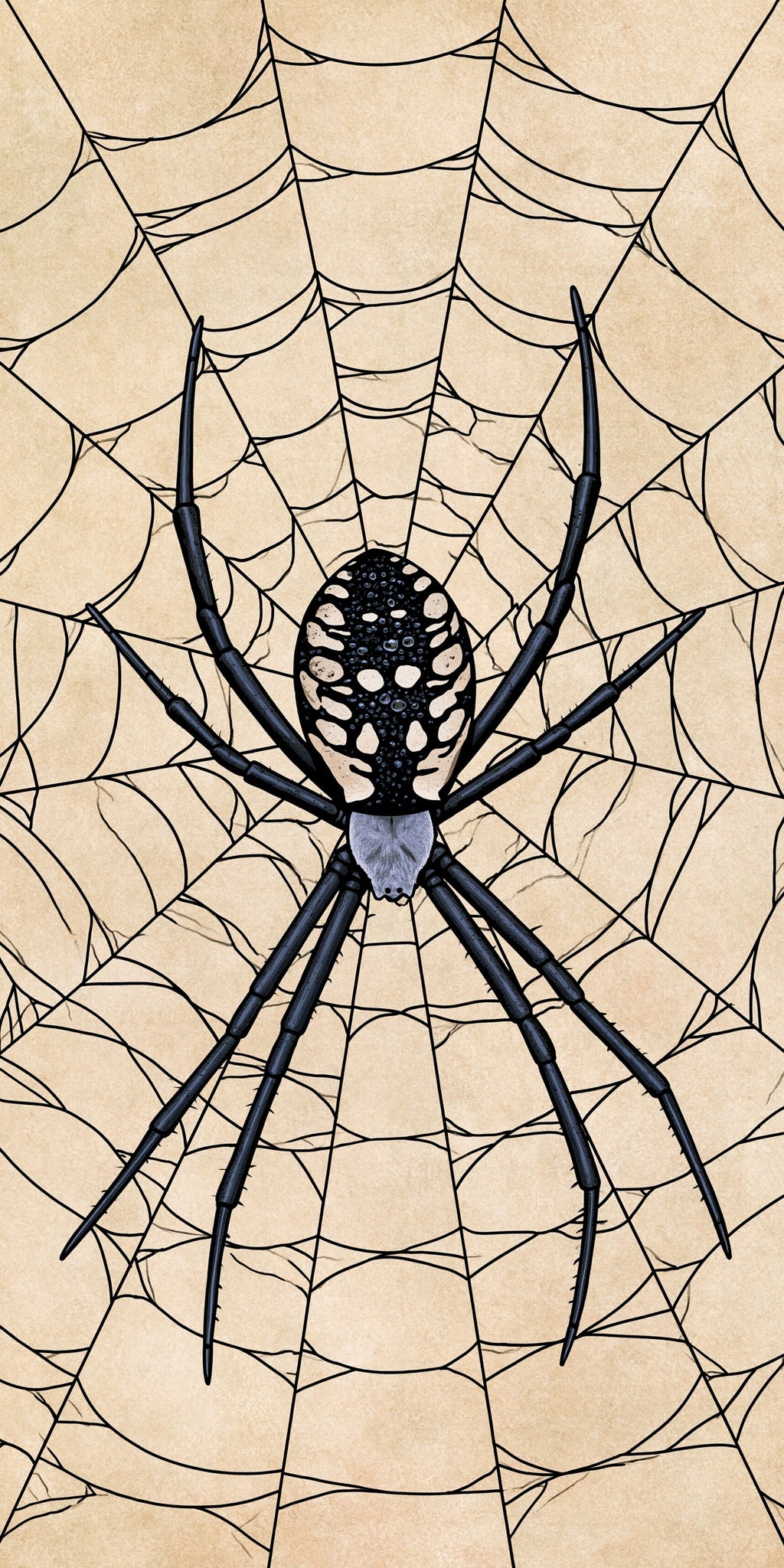 Web Spider Earrings | FW286
