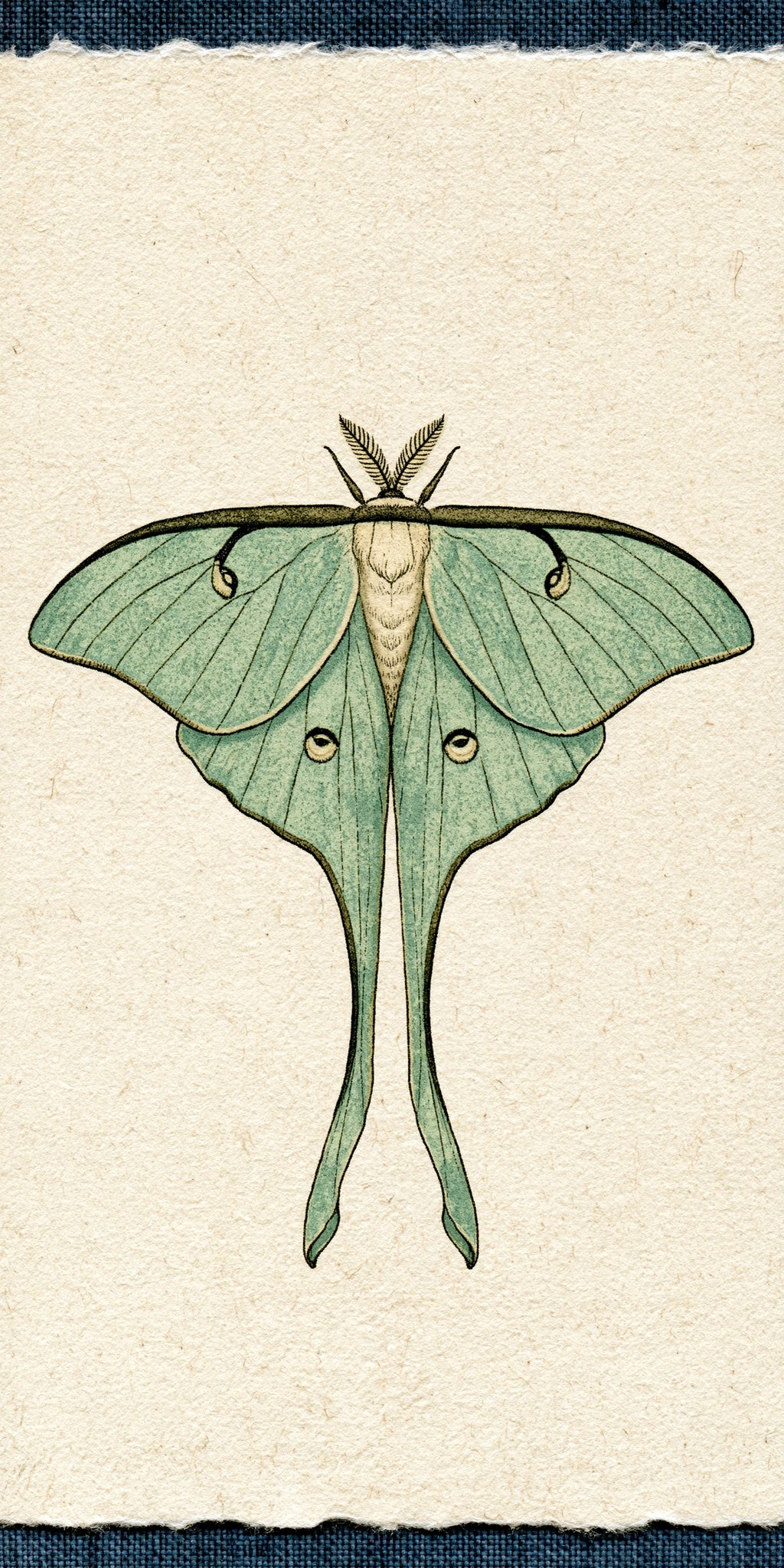Luna Moth Earrings | FW396