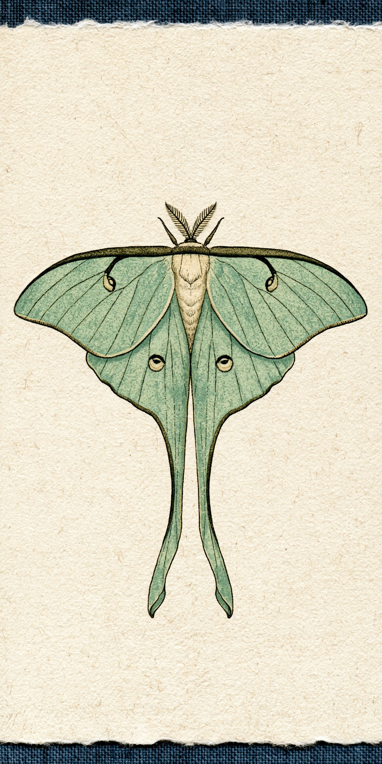 Luna Moth Earrings | FW396