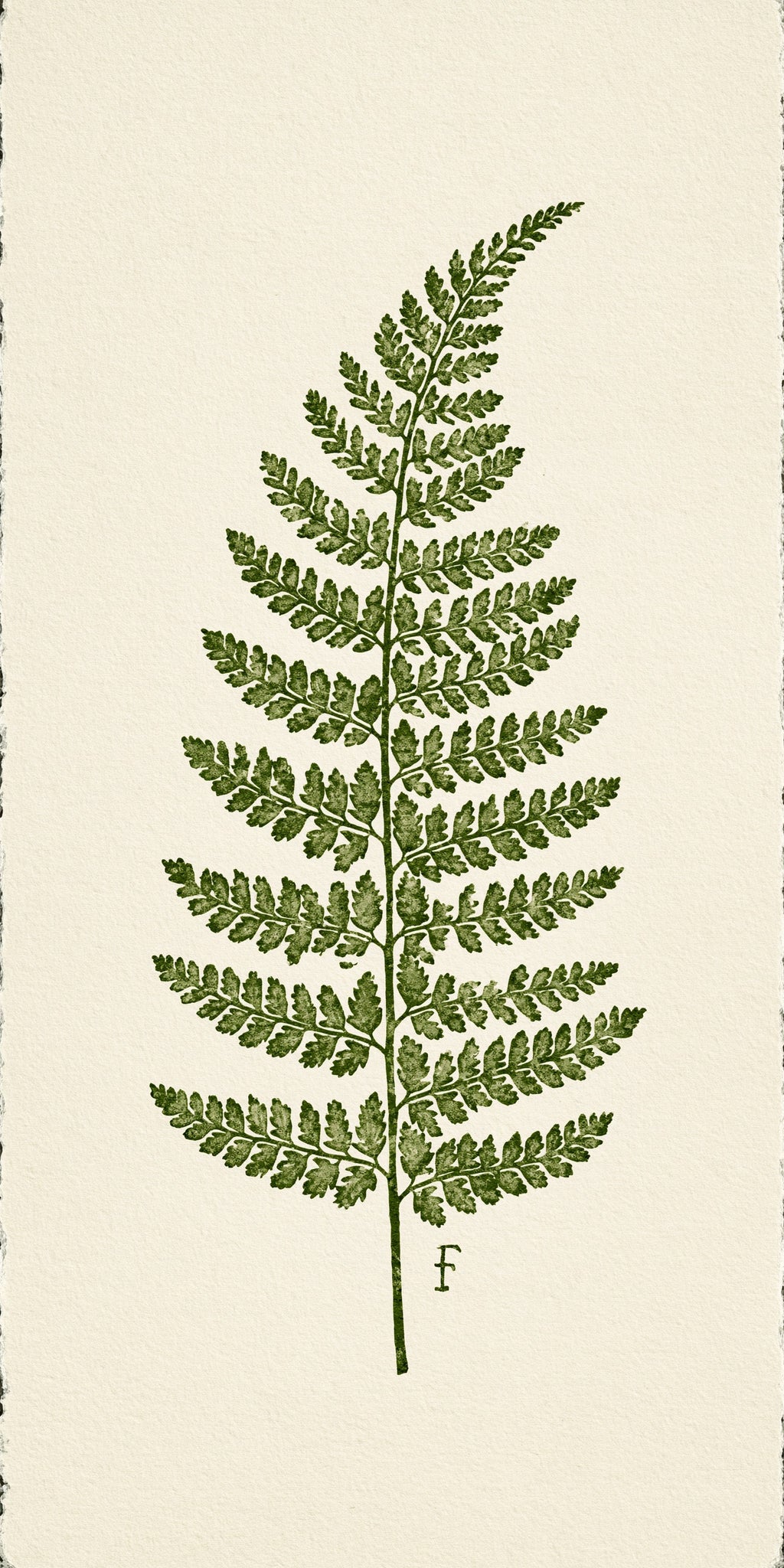 Pressed Fern Earrings | FW411