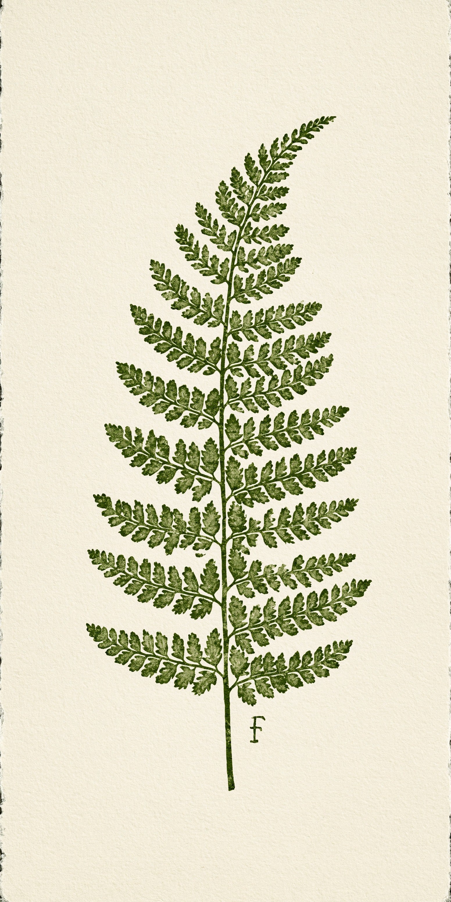 Pressed Fern Earrings | FW411