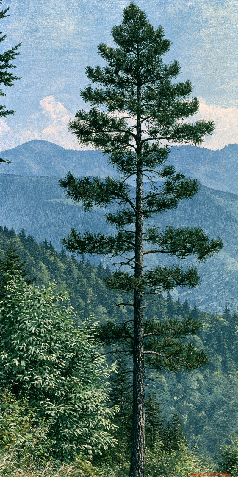 Parkway Pine Earrings | FW442