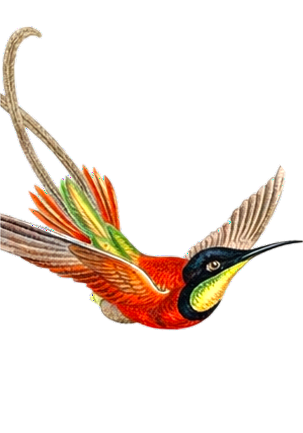 Hummingbird Study Earrings | FWP129A