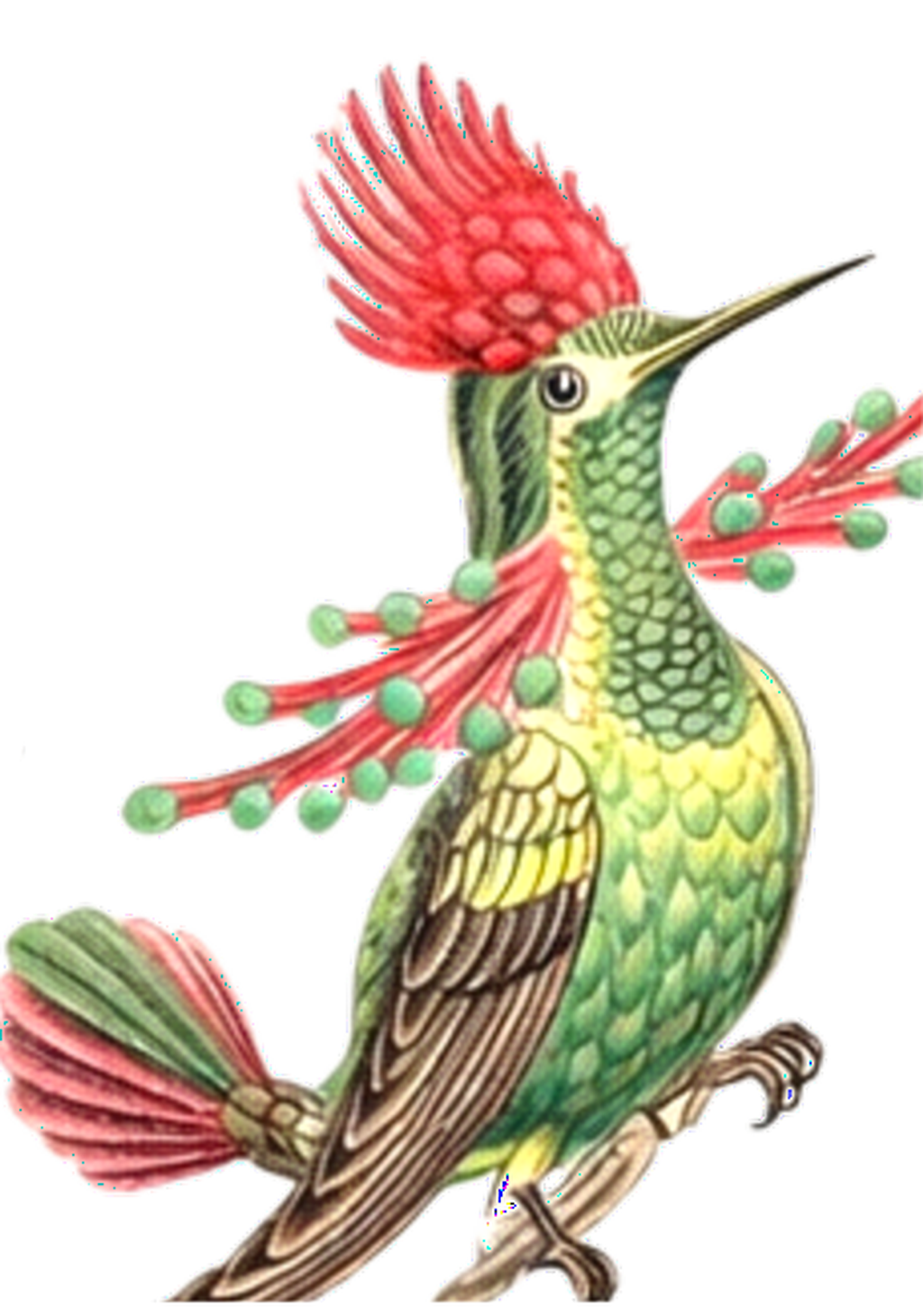 Crested Hummingbird Earrings | FWP129B