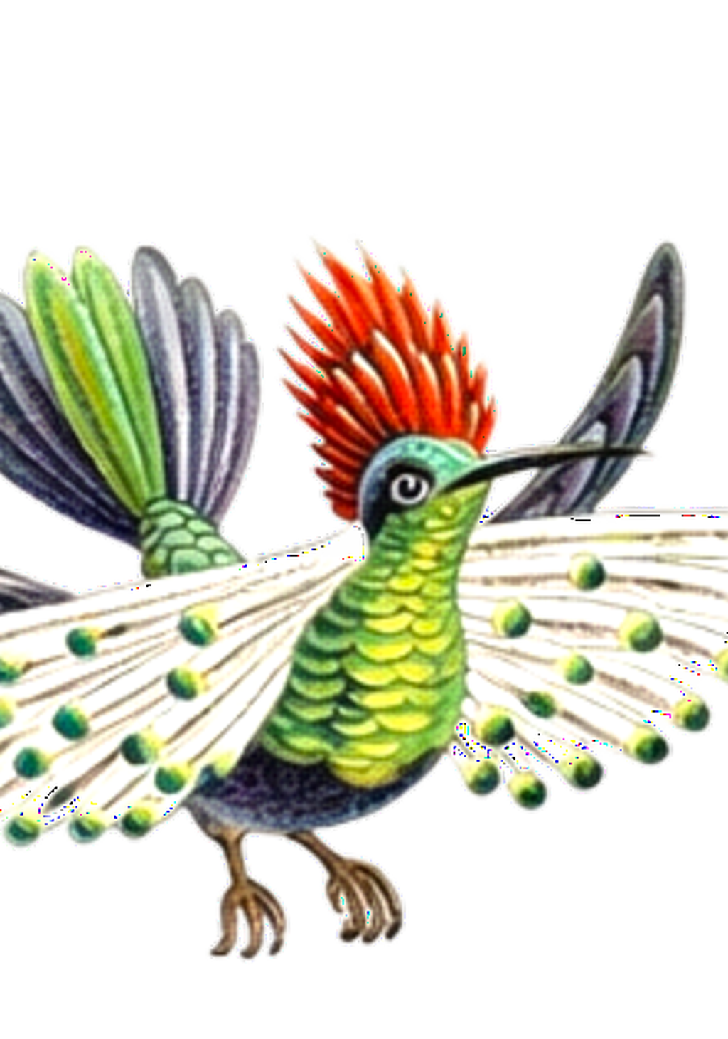 Fantail Hummingbird Earrings | FWP129D