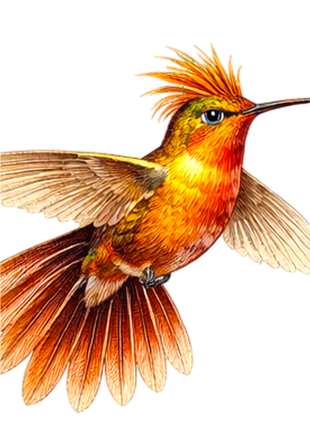 Fiery Hummingbird Earrings | FWP129F