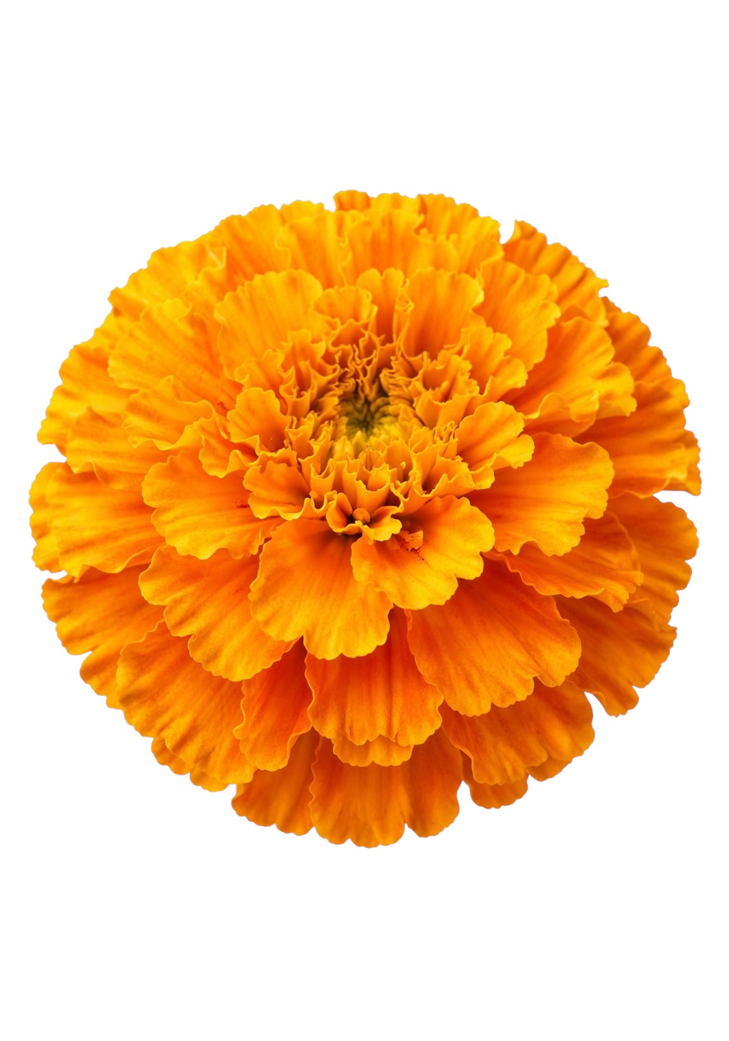 Orange Marigold Earrings | FWP18B