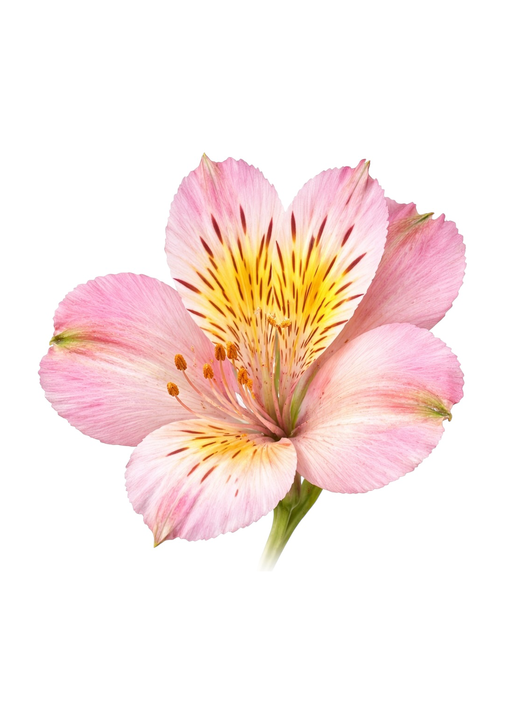 Peruvian Lily Earrings | FWP18C