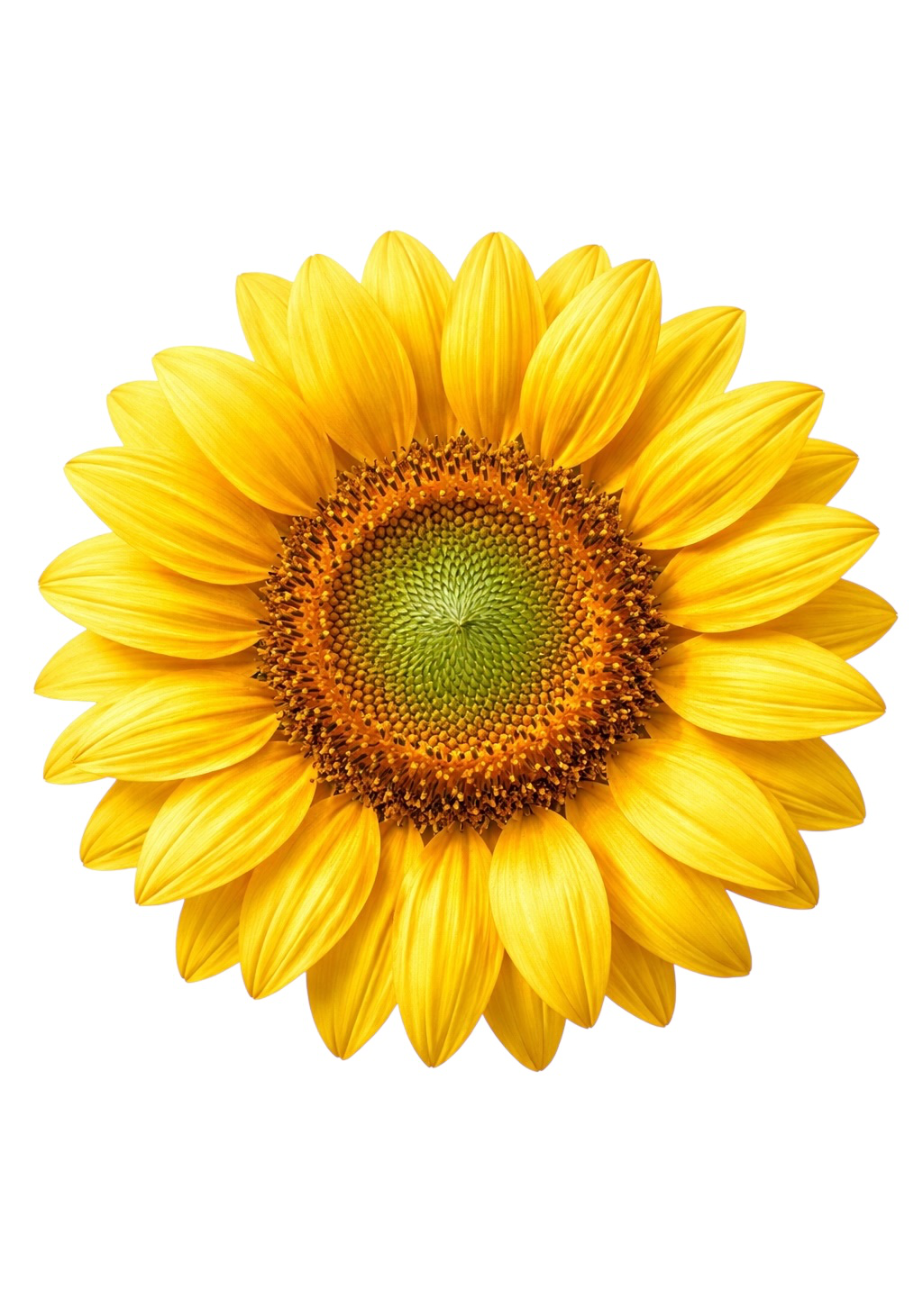 Yellow Sunflower Earrings | FWP18D