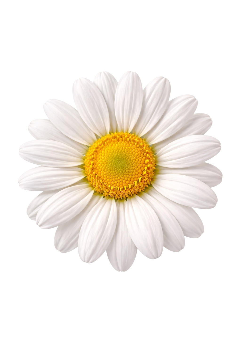 White Daisy Earrings | FWP18E