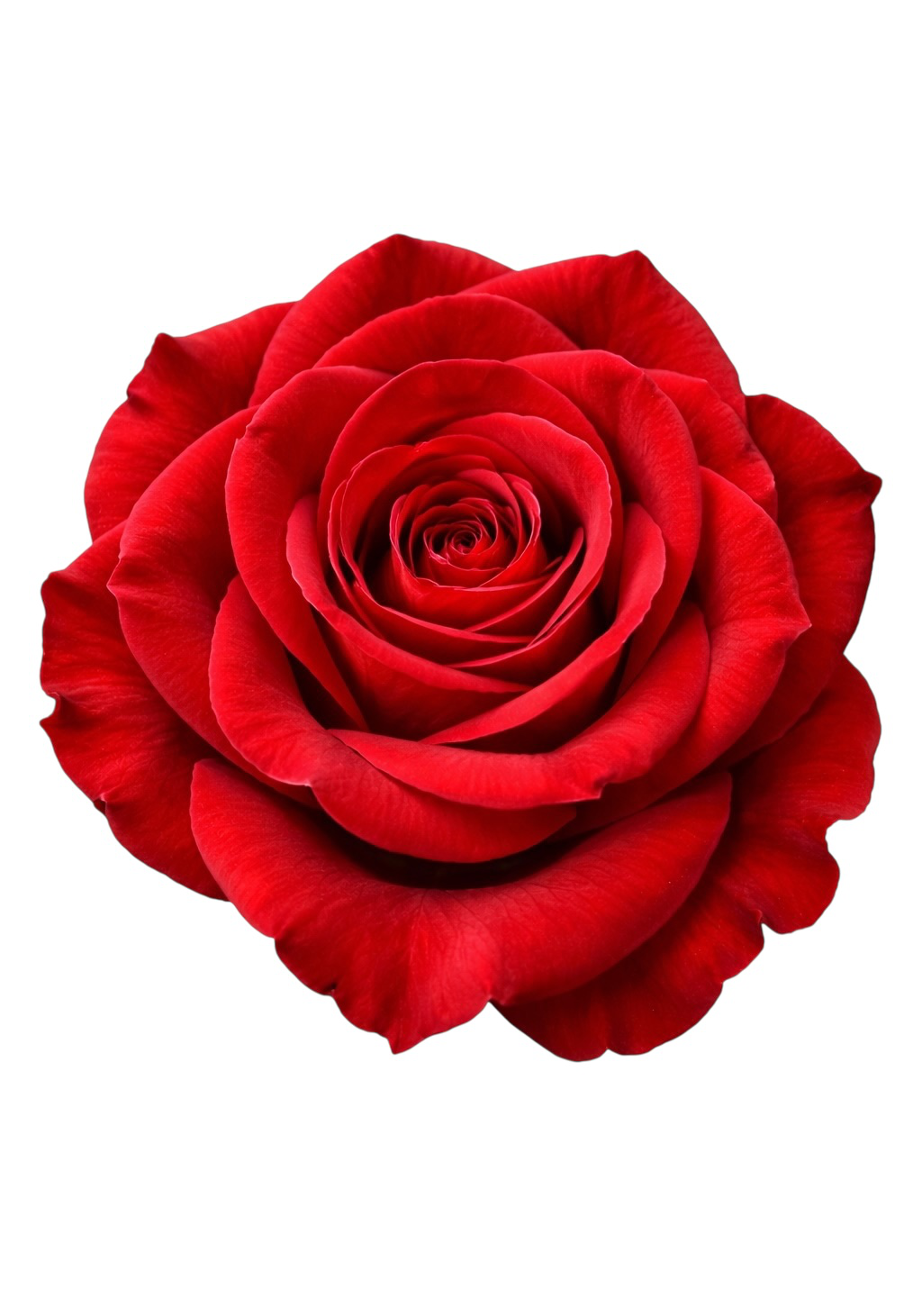 Red Rose Earrings | FWP18F