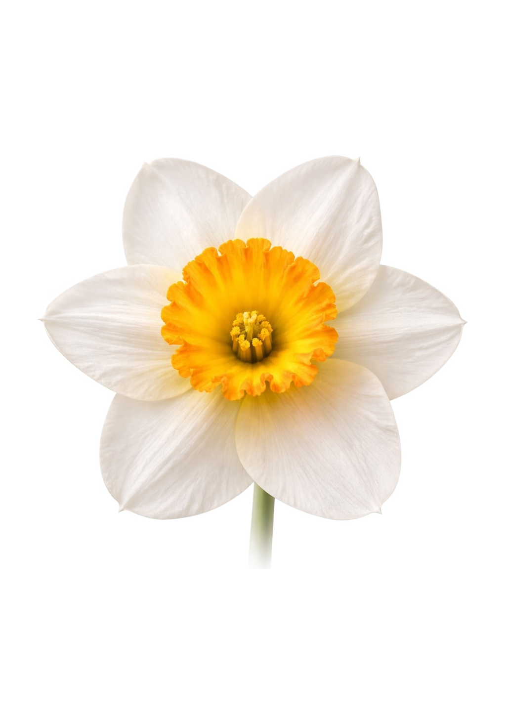 White Daffodil Earrings | FWP18G
