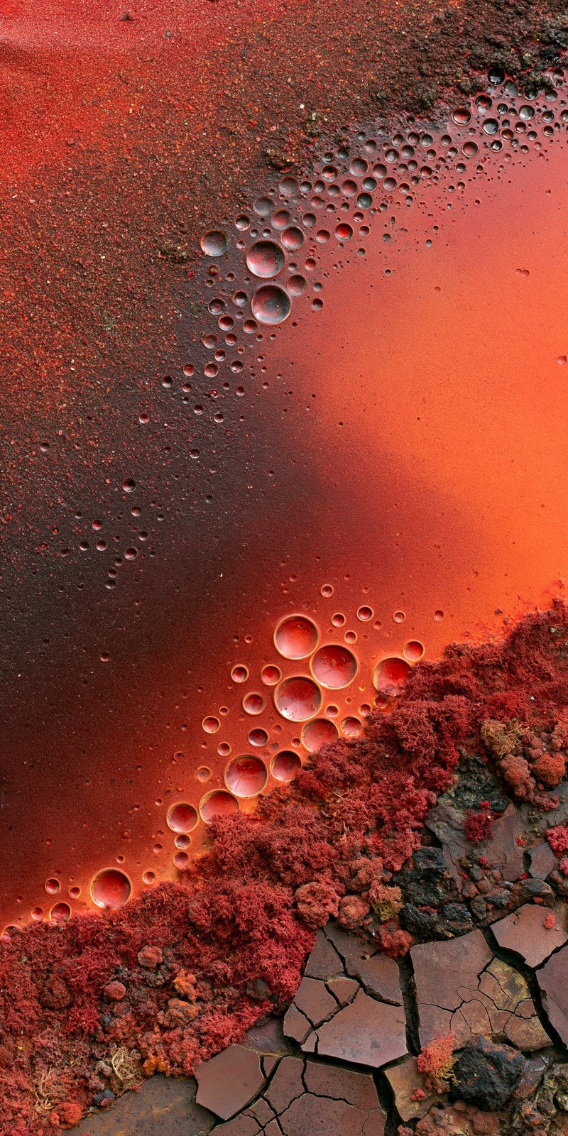 Coral Crimson Haze Earrings | FWX1038