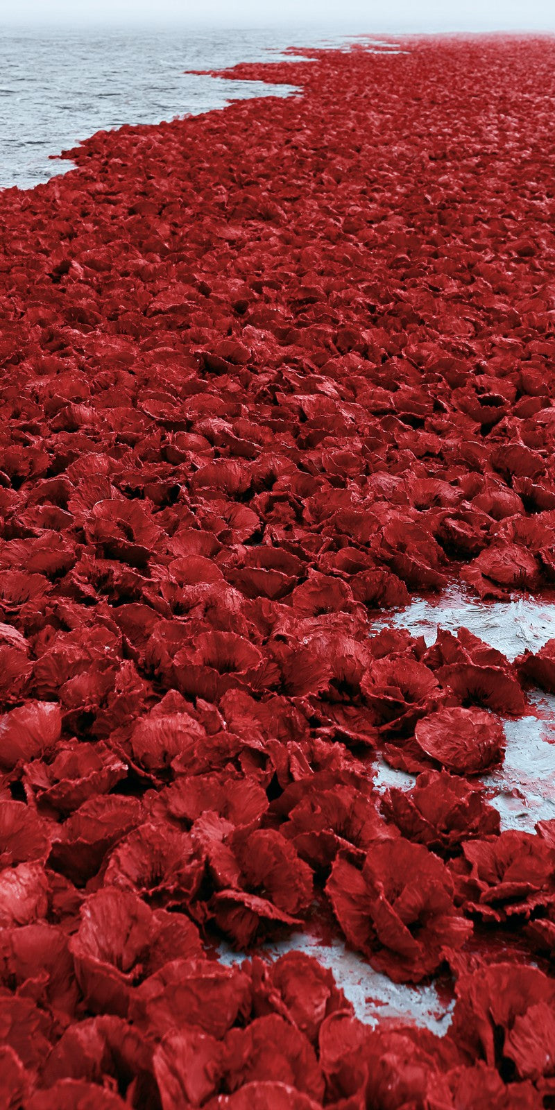 Red Melancholy Lingering Earrings | FWX158