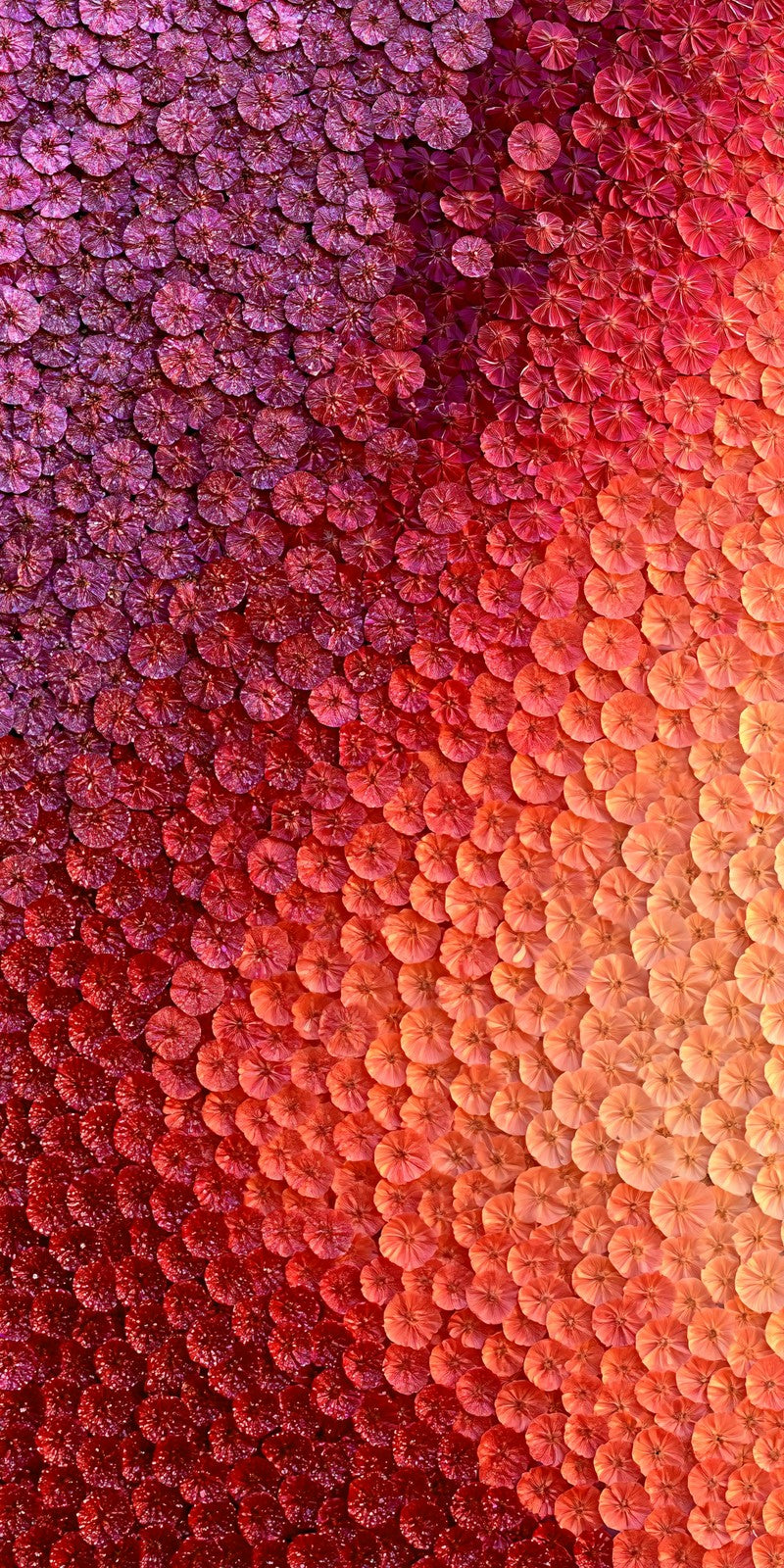 Plum Becoming Persimmon Earrings | FWX159