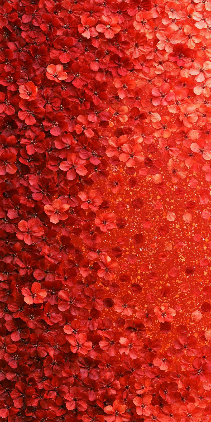 Tomato Red Boldness Earrings | FWX194