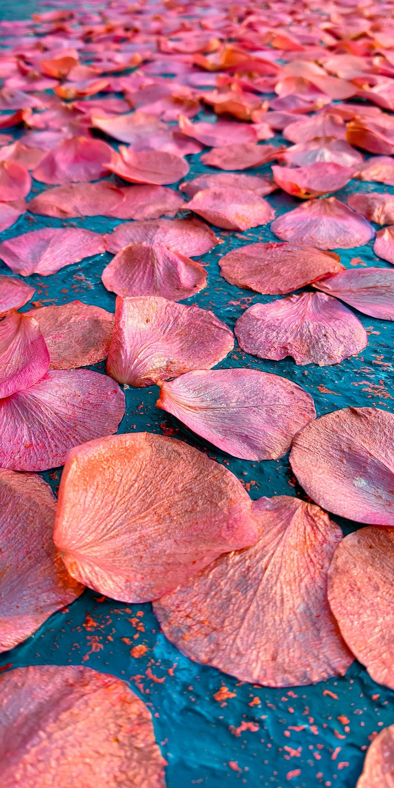 Salmon Pink Peace Earrings | FWX217