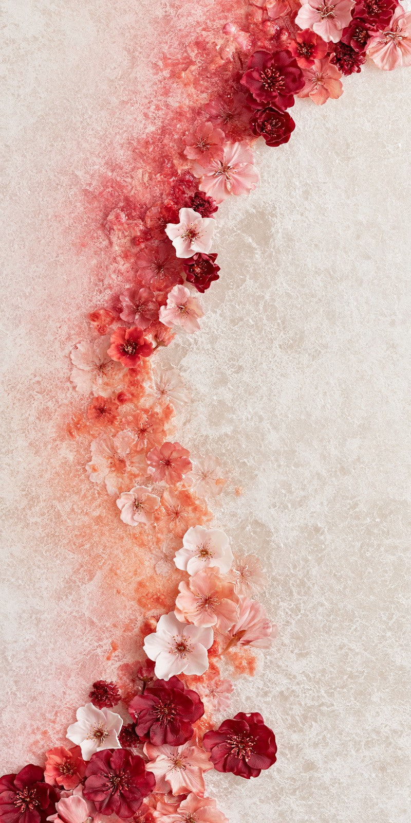 Crimson Parting in Cream Earrings | FWX238
