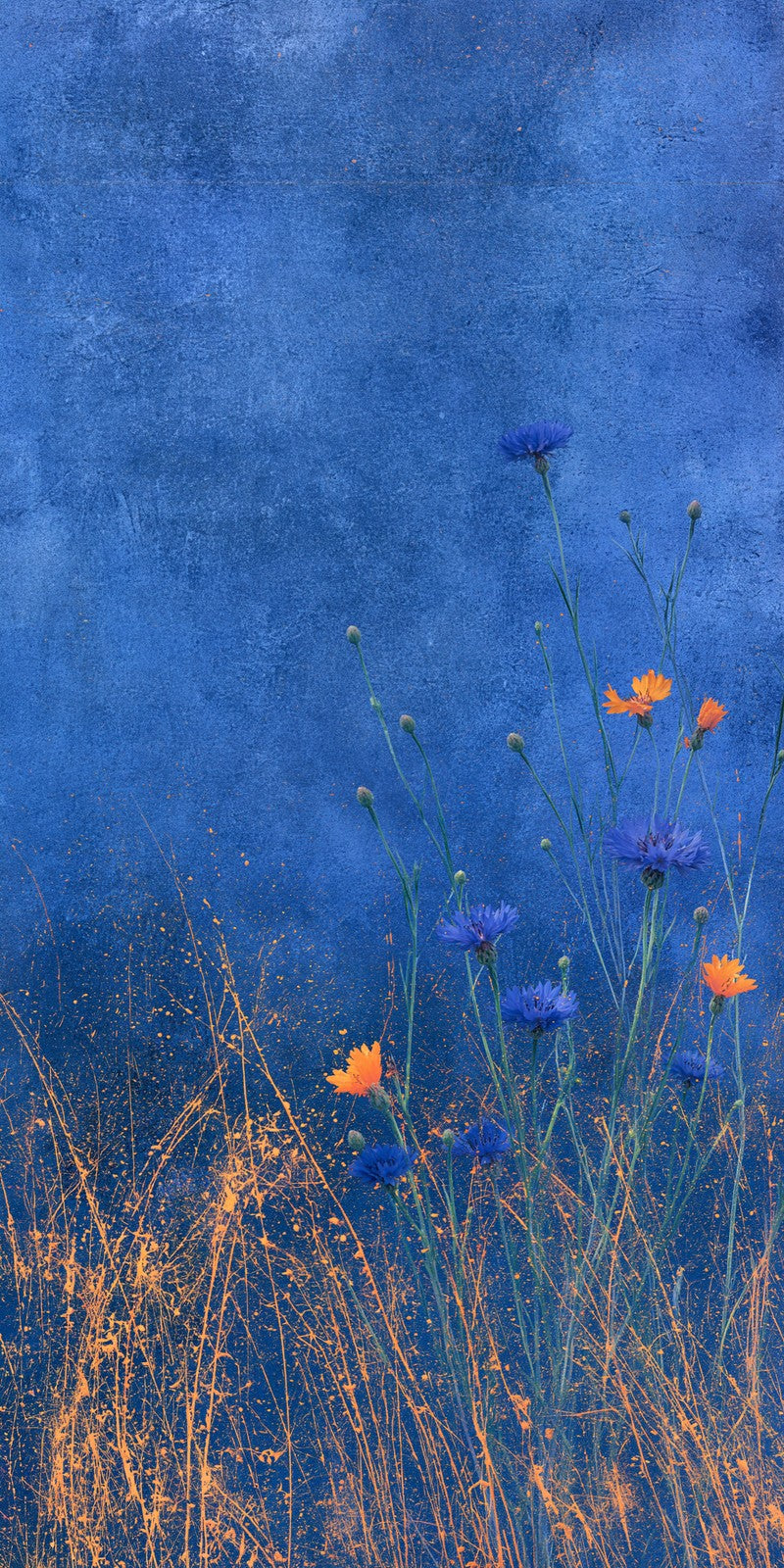 Cornflower Peace Earrings | FWX246