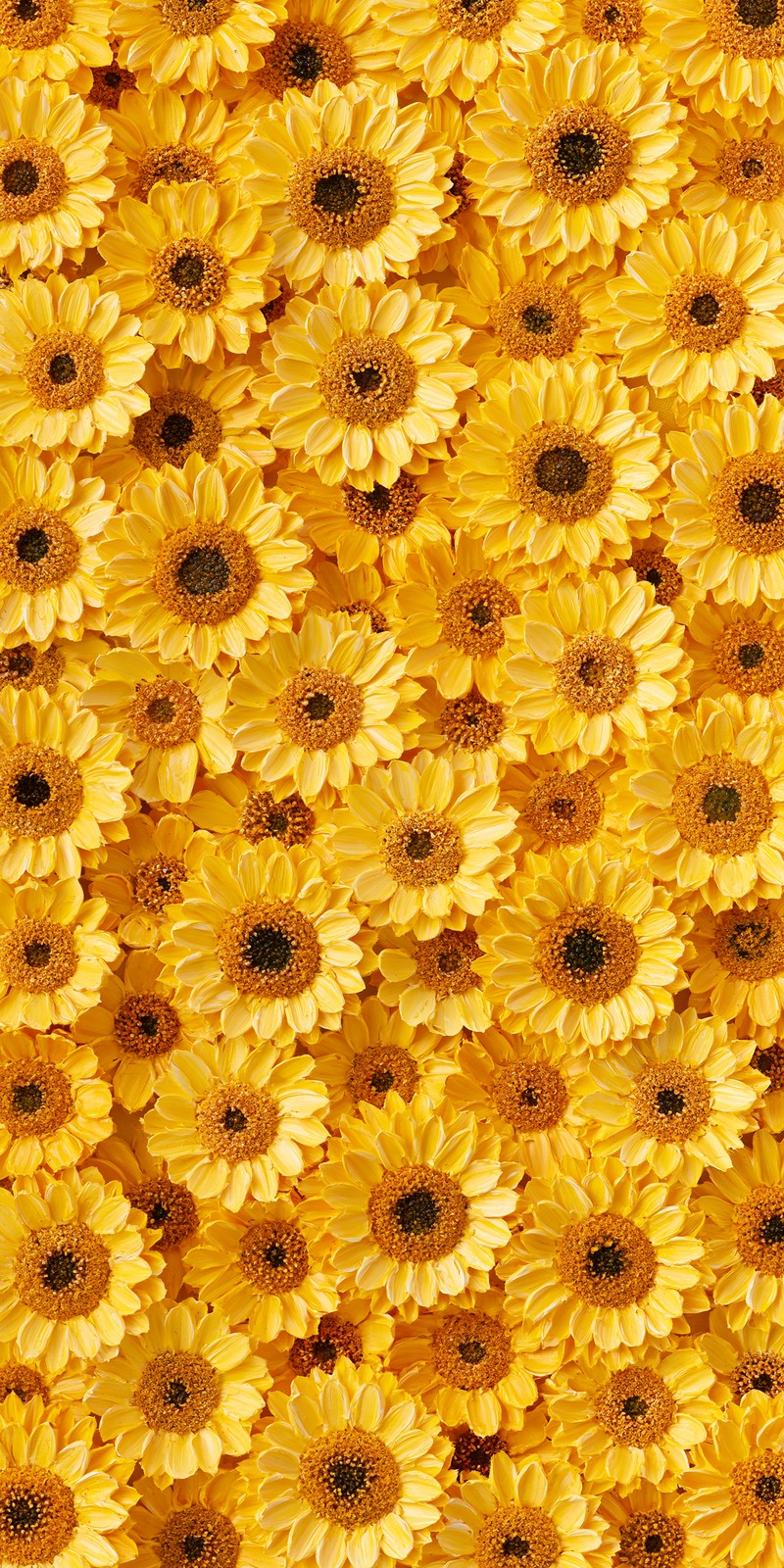 Honey of Good News Earrings | FWX354