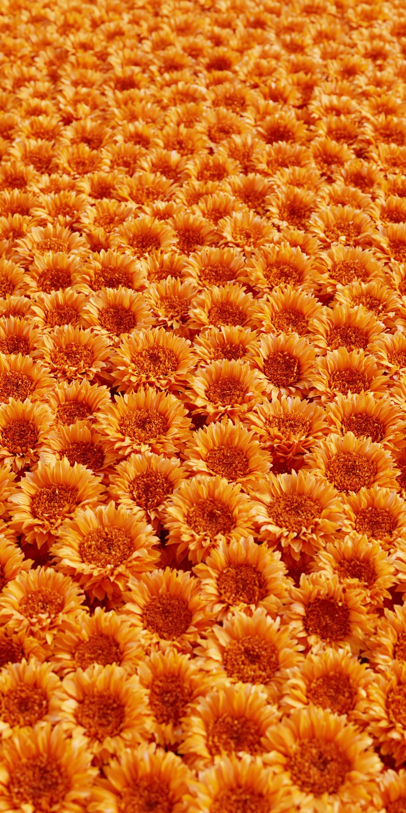 Marigold Warmth Together Earrings | FWX436
