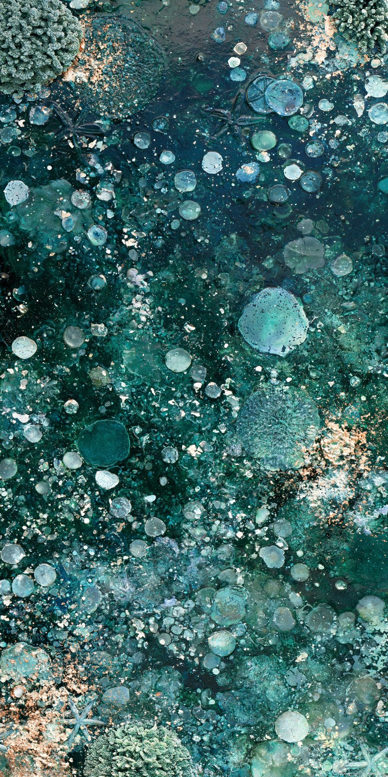 Teal Curious Wonder Earrings | FWX635