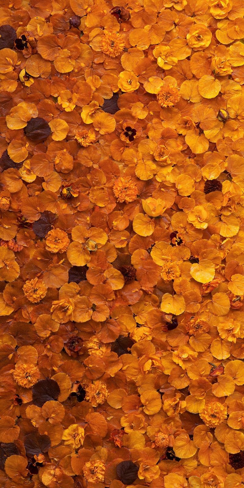 Marigold Optimism Overflowing Earrings | FWX86