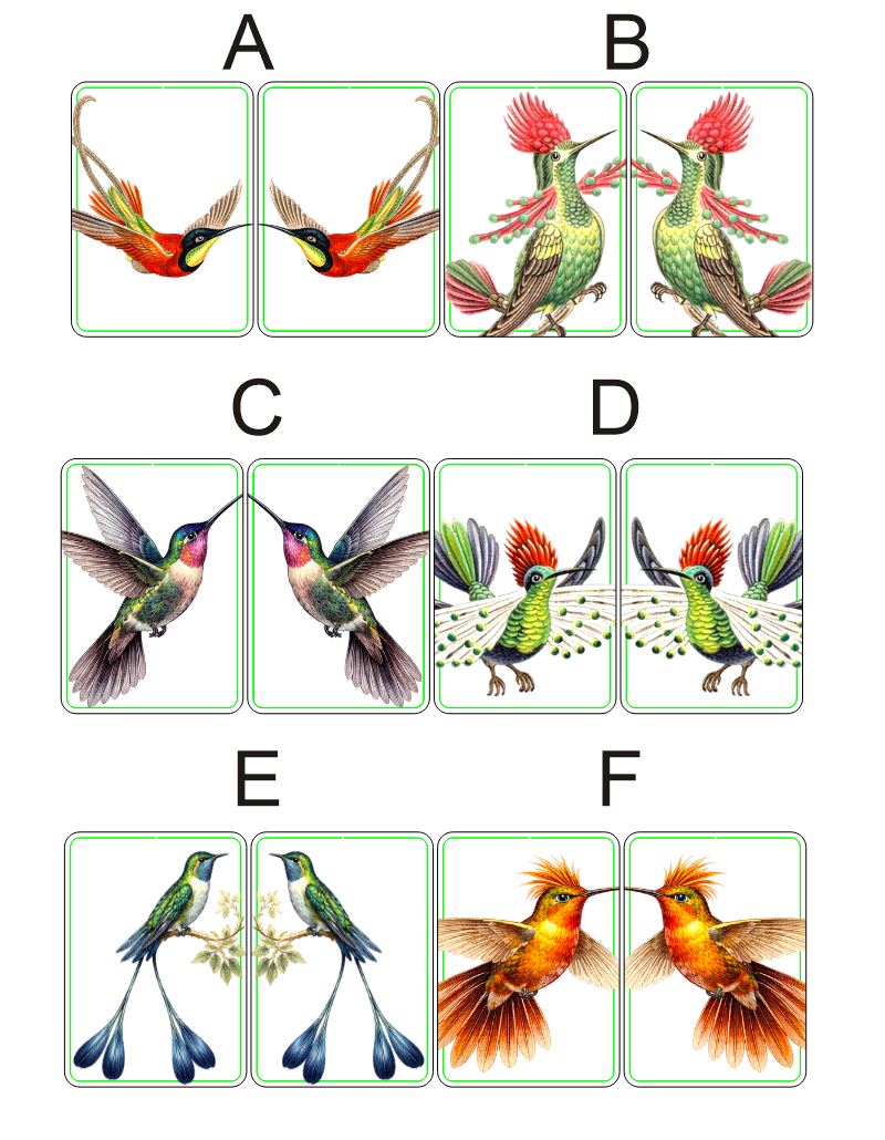 Fragile What | Haeckals Hummingbird Collection | #11x129