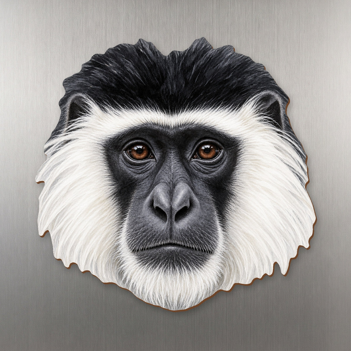 Black-and-white Colobus face wood magnet, shown on stainless steel.