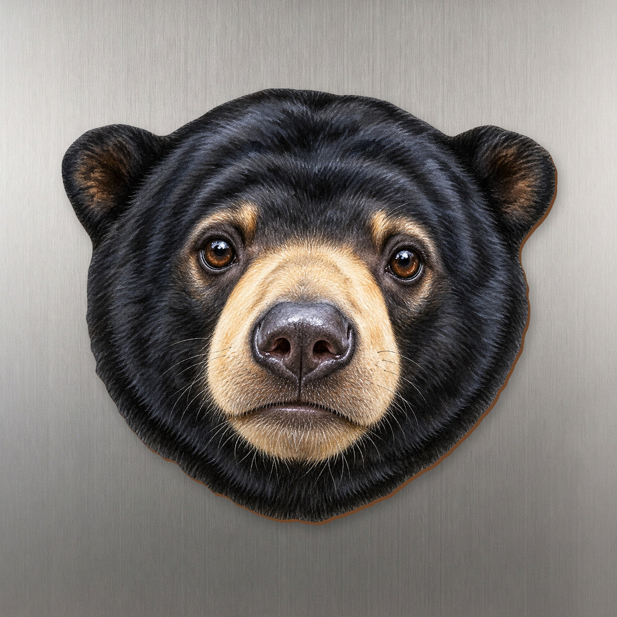 Sun Bear face wood magnet, shown on stainless steel.