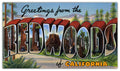Vintage California Redwoods Jigsaw Puzzle - 144PCS - #S671