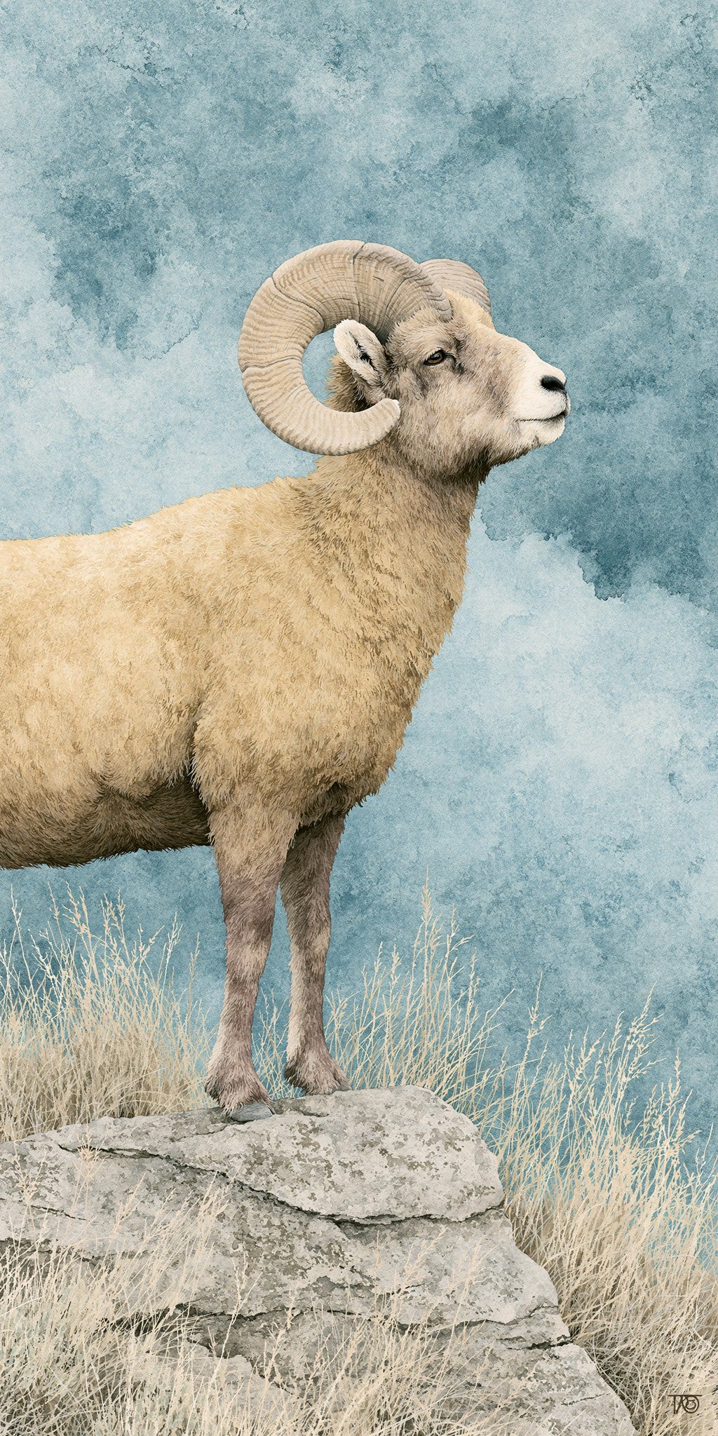 Rocky Mountain Bighorn Sheep — full design art