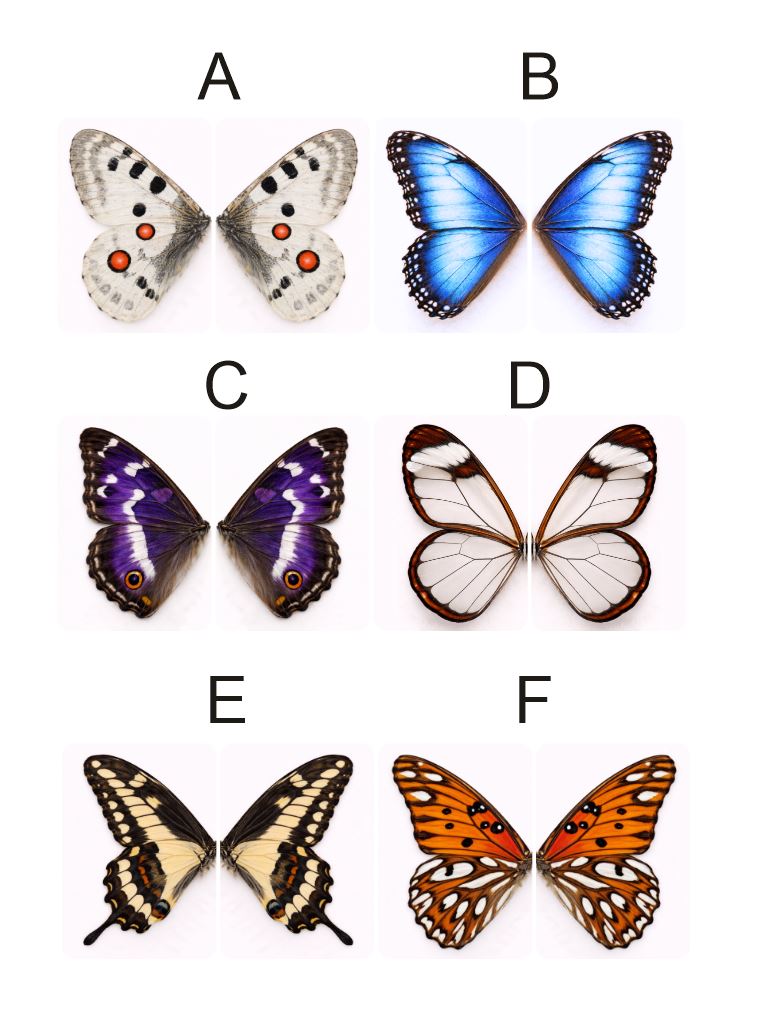 Fragile What | Butterfly Wings Collection | #11x112