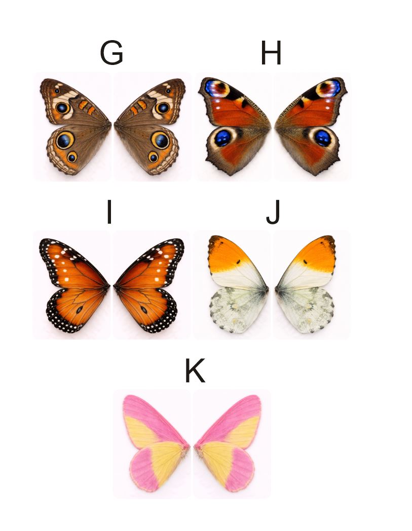 Fragile What | Butterfly Wings Collection | #11x112