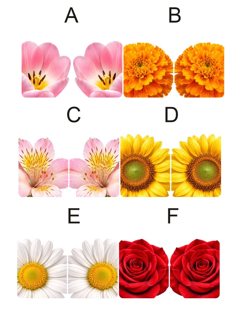 Fragile What | Spring Flowers Collection | #11x18