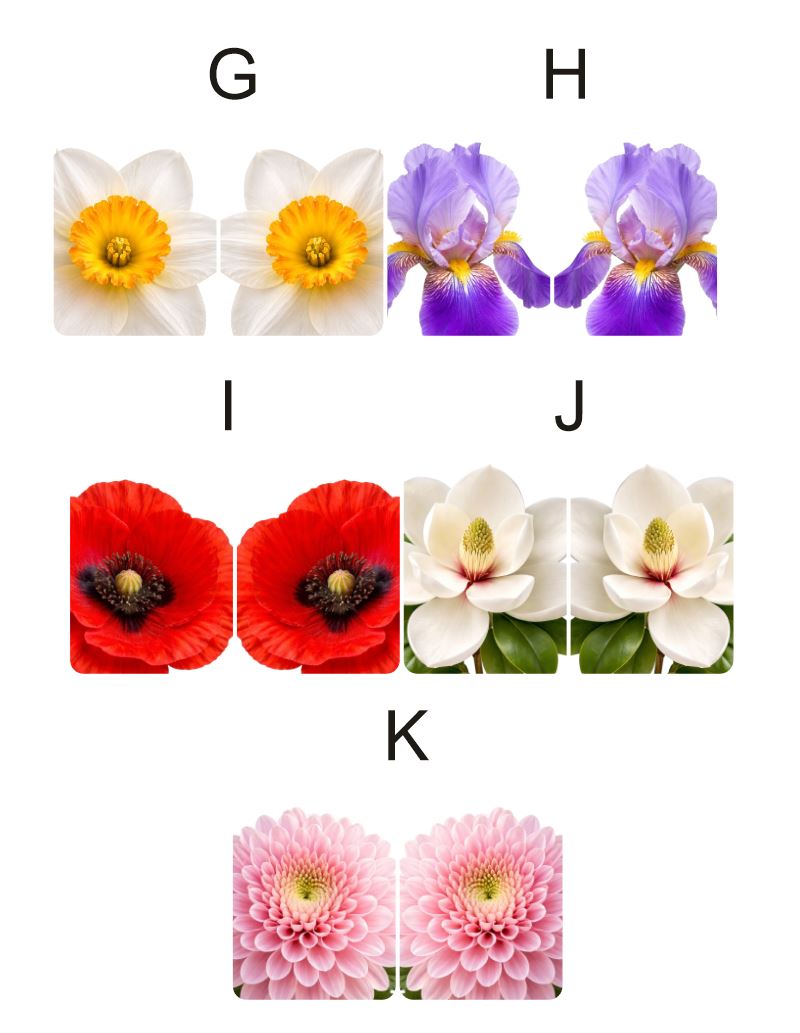 Fragile What | Spring Flowers Collection | #11x18